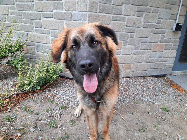 The city of Toronto said it will be temporarily reducing the fee to adopt a dog to $25. 