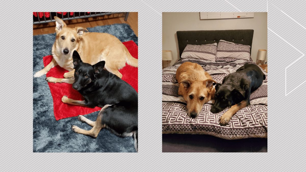 Megan Copeland's dogs, Willow and Henry, were sent to the wrong airport and left in their crates for 20 hours. 