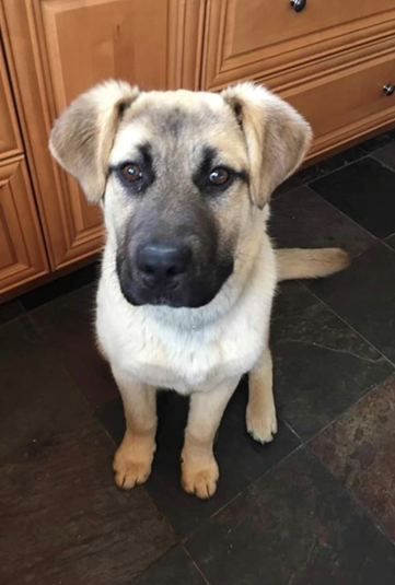 A German shepherd/pitbull mix puppy with light brown hair and dark shading around his eyes, muzzle and tail.