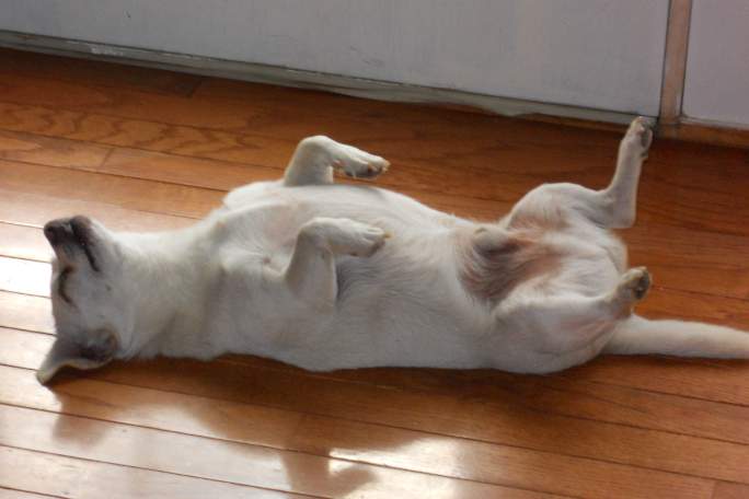 Spike flopped over for belly rubs.