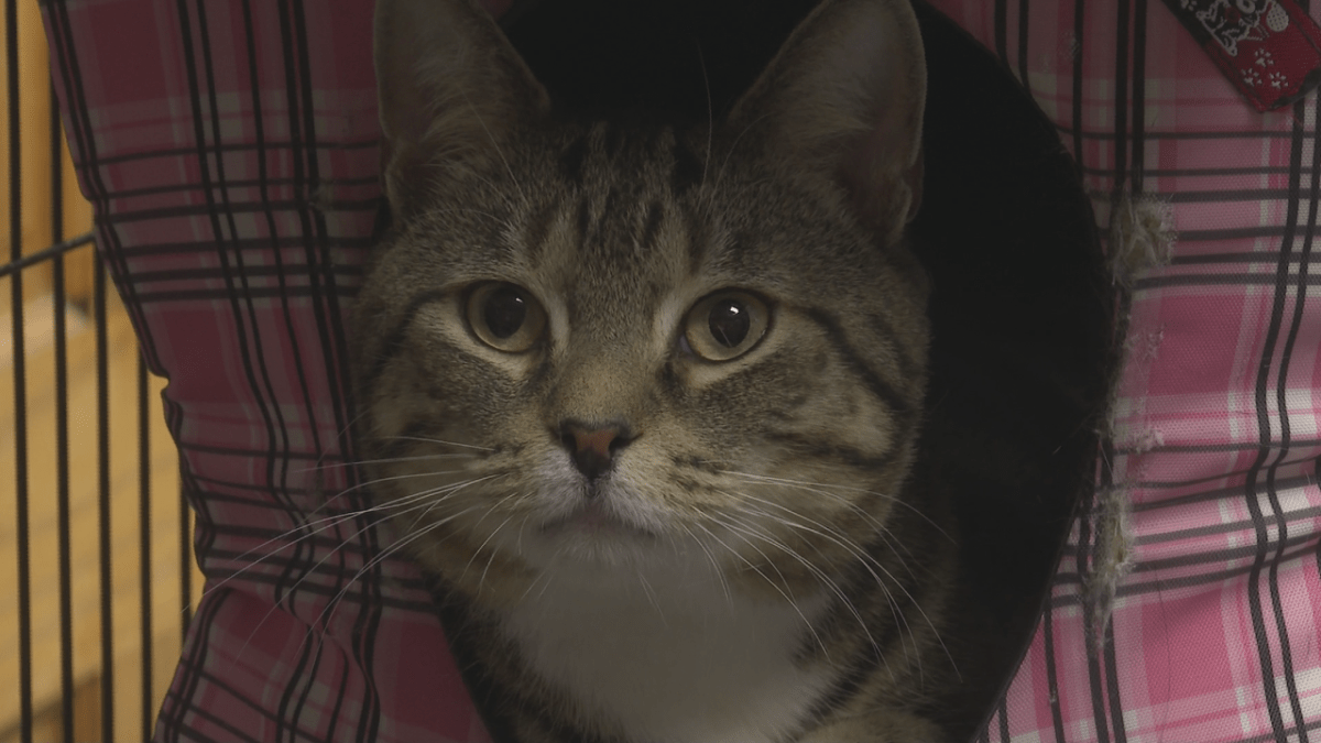 Max was surrendered to the Oromocto SPCA.
