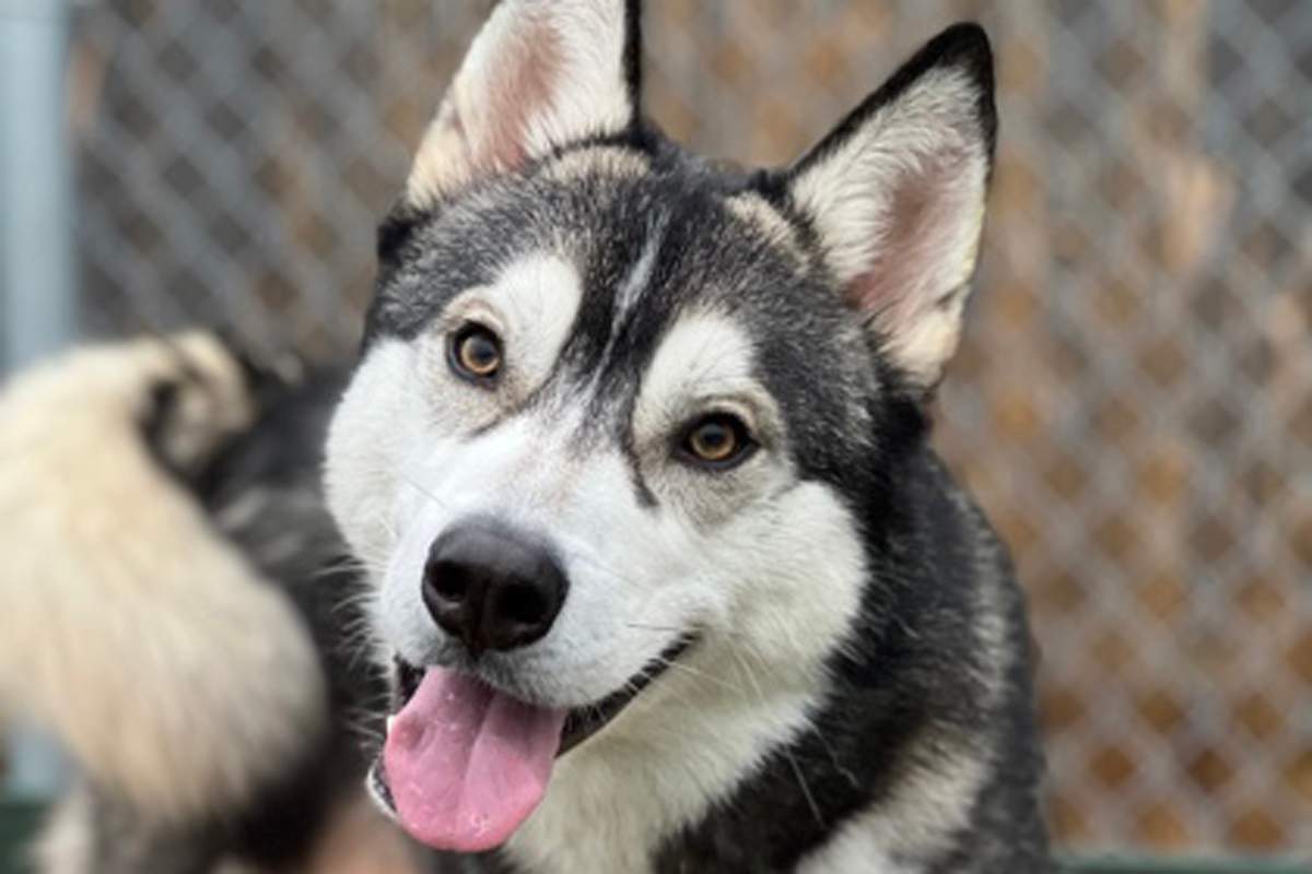 River is currently at the shelter in Stratford and looking for her forever home.