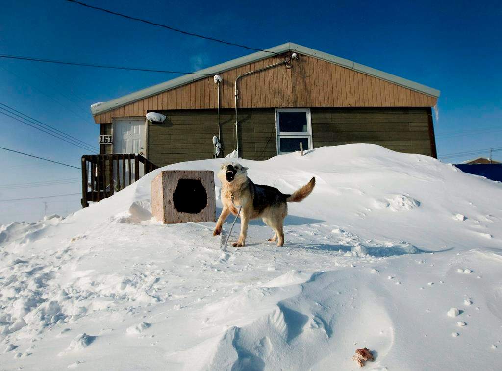 A chained-up dog barks in the small town of Baker Lake in Nunavut on Wednesday, March 25, 2009. Stray dogs are causing issues in some remote communities .THE CANADIAN PRESS/Nathan Denette.