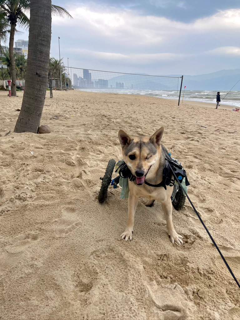 Puppy love: N.B. woman works to bring home rescue dog from Vietnam - image