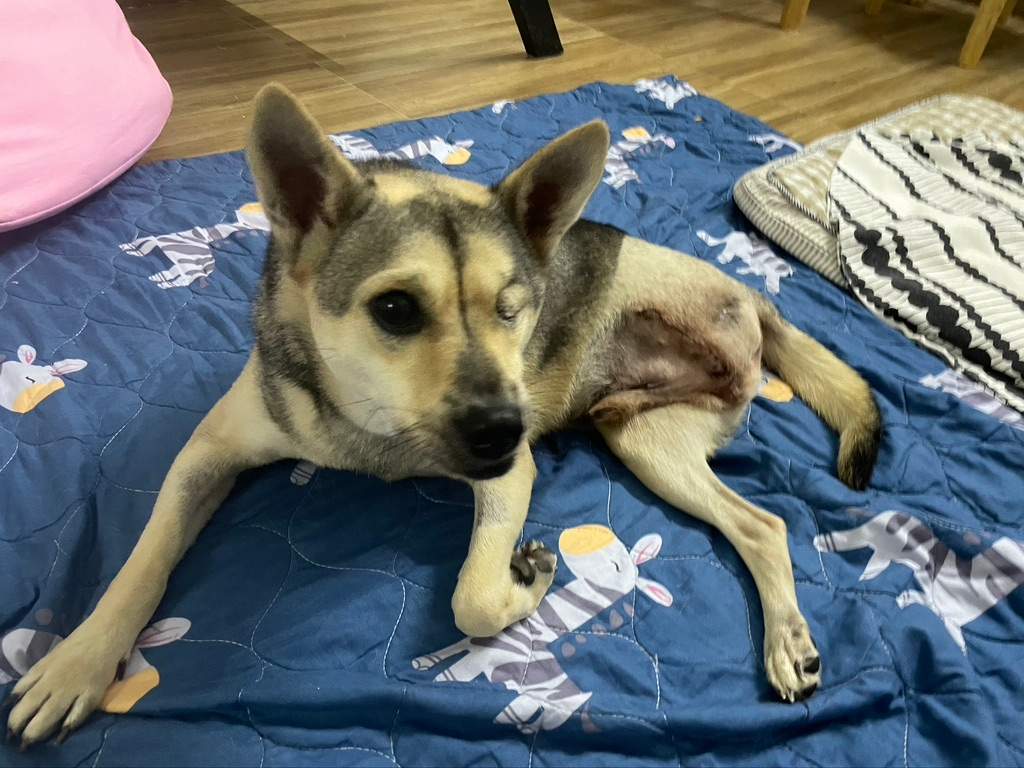 Puppy love: N.B. woman works to bring home rescue dog from Vietnam - image