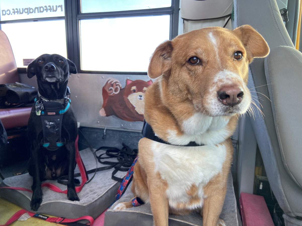 Dogs on the daycare bus.