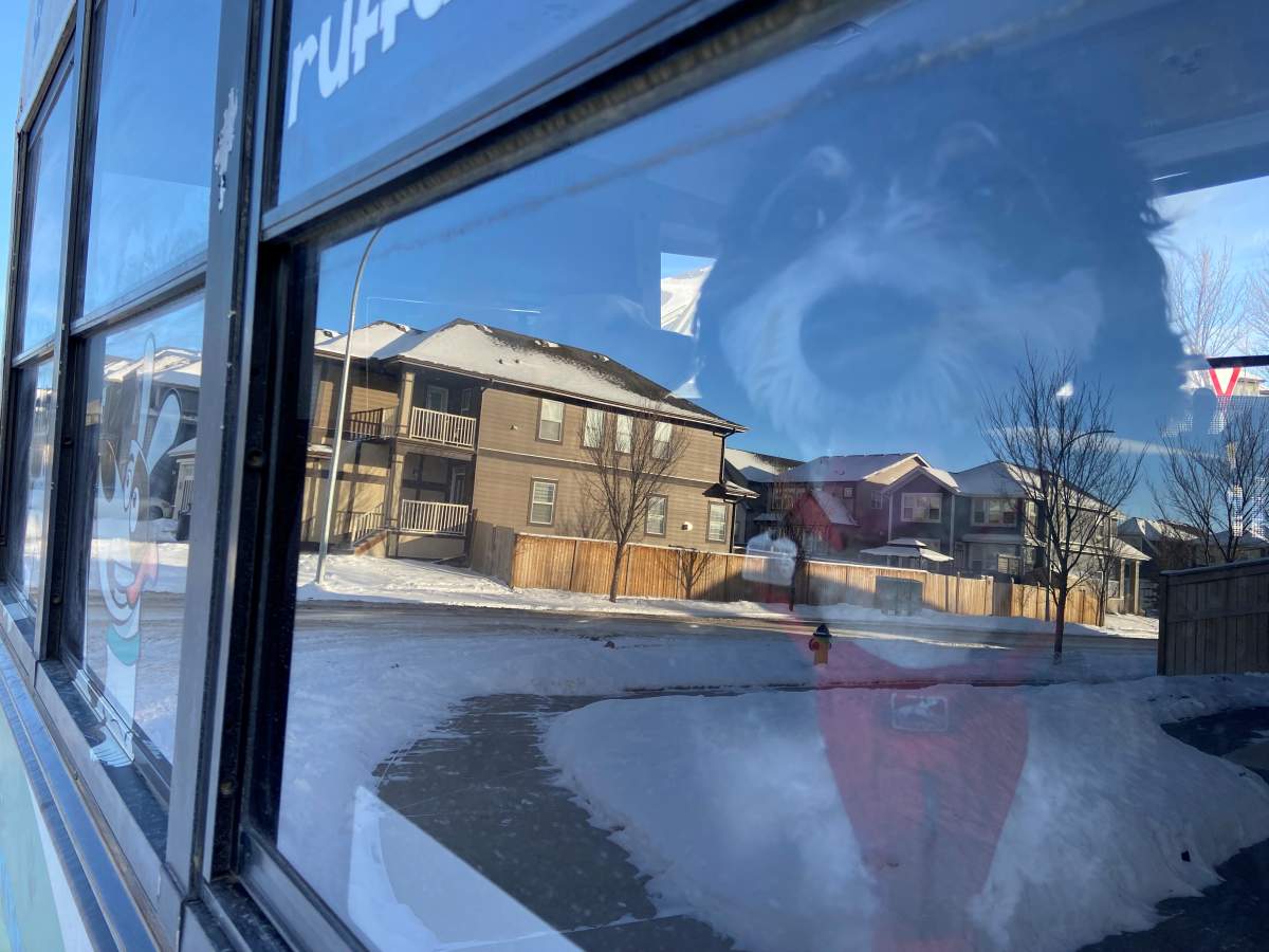 Canine commute to dog park on Calgary school bus making tails wag with delight - image