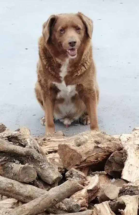 Bobi in front of a log pile.