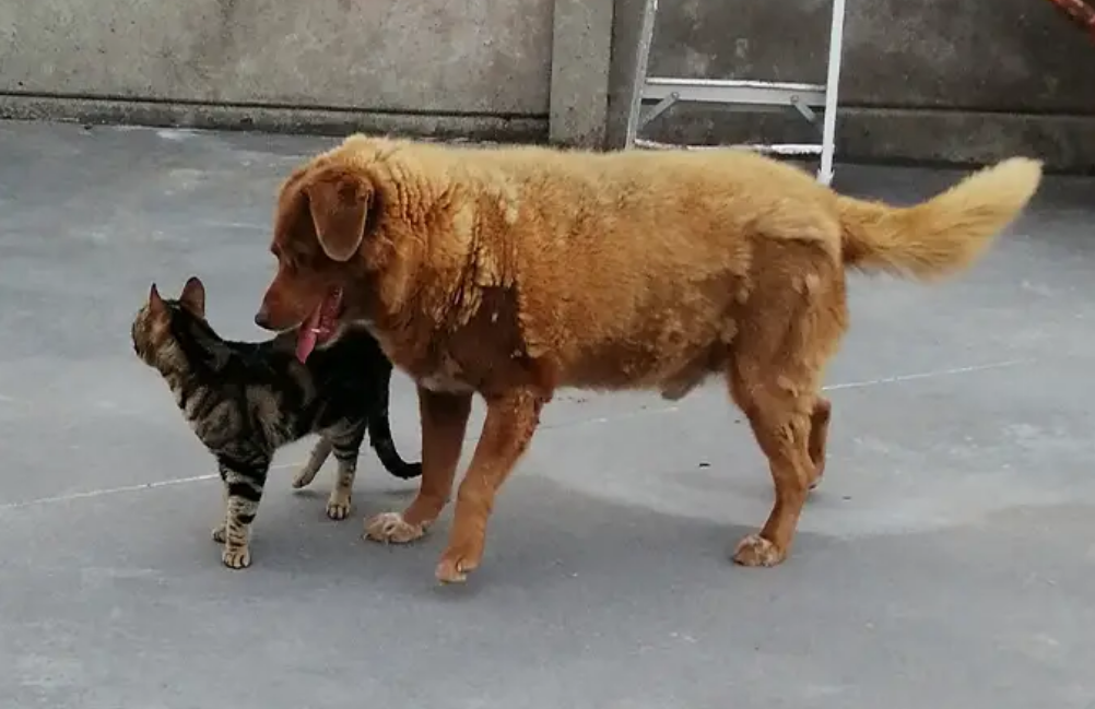 Bobi and a cat.