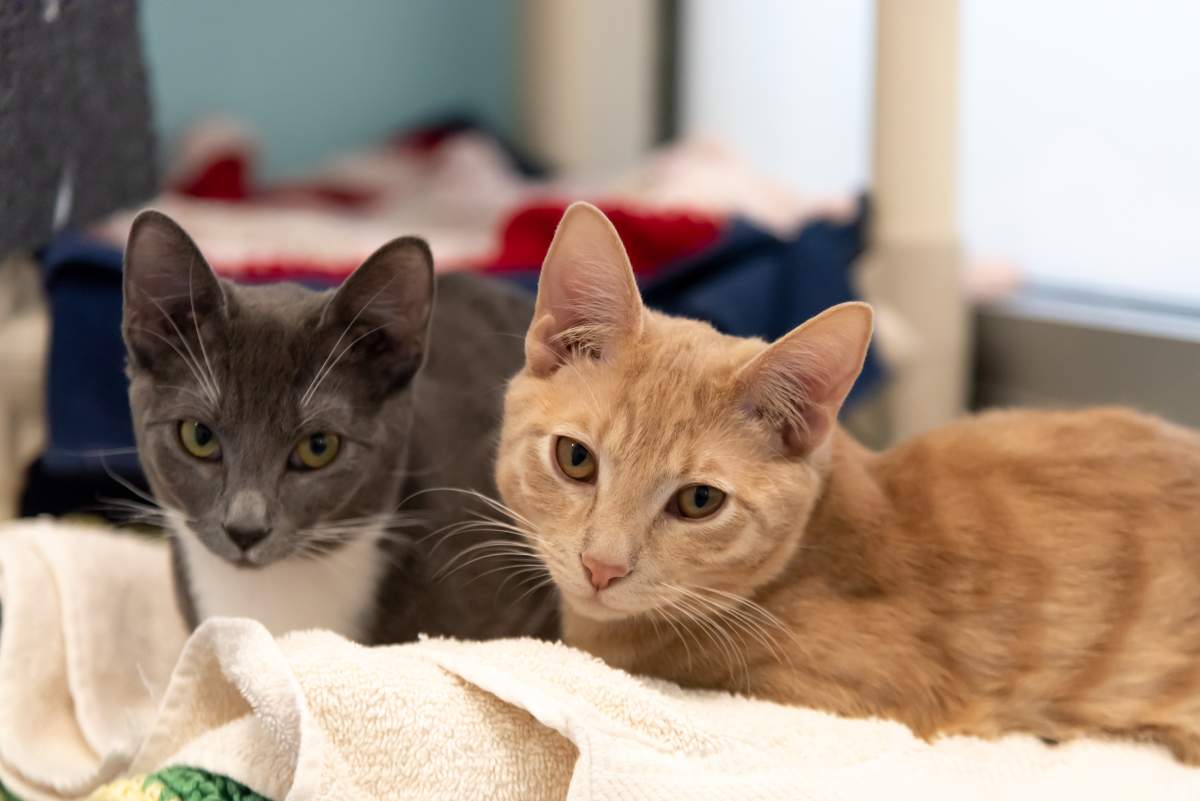 Pixie and Christofur, kittens found inside a backpack in St. Albert early February 2023.