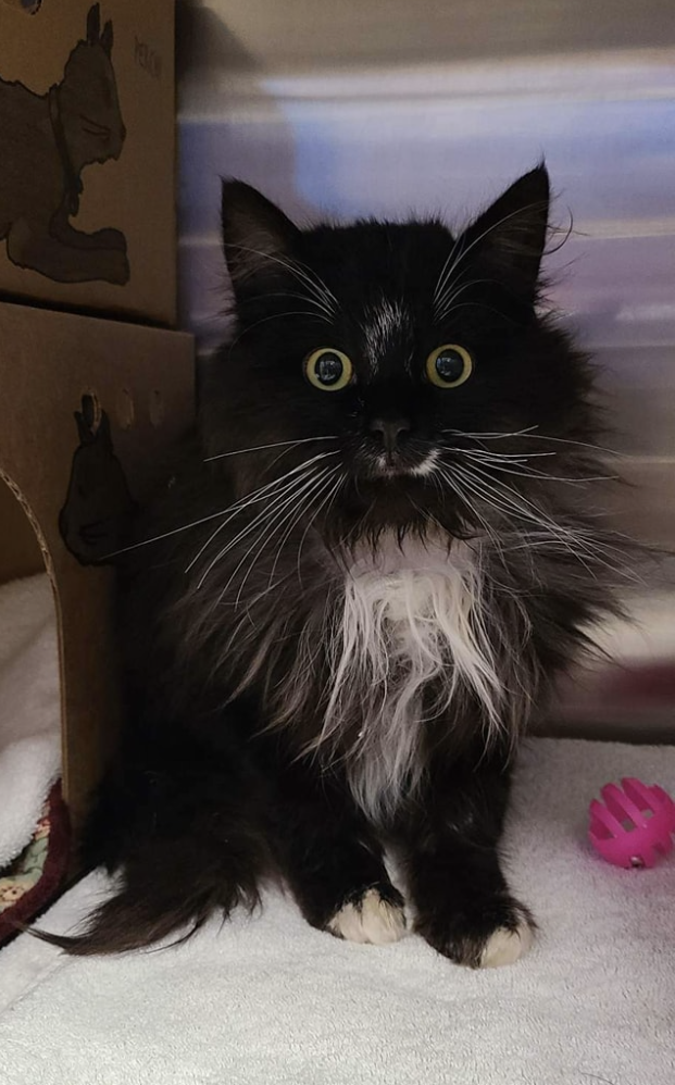 In a social media post, the SPCA said the cat is a young intact male, black and white, with no ID.