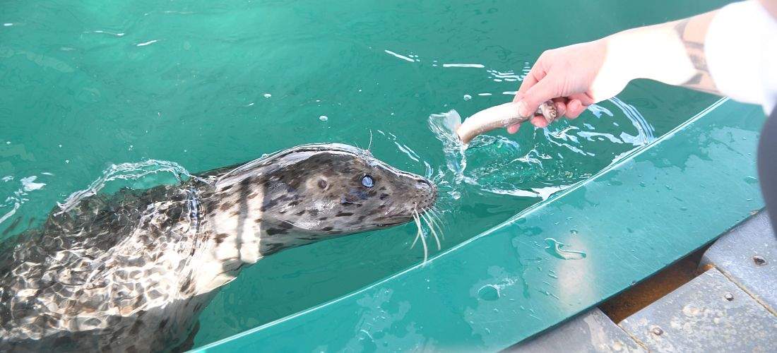 Skeena is one of the new harbour seals at the Vancouver Aquarium.