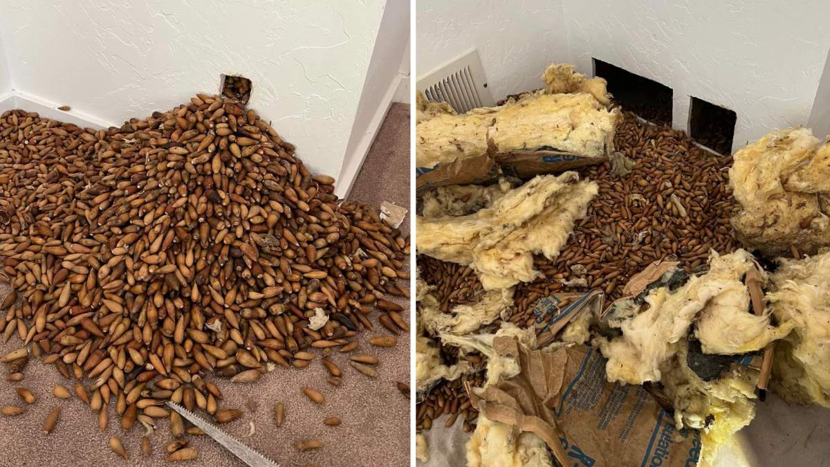 A split photo of the acorns spilling from the wall. On the right side, insulation is seen among the acorns.