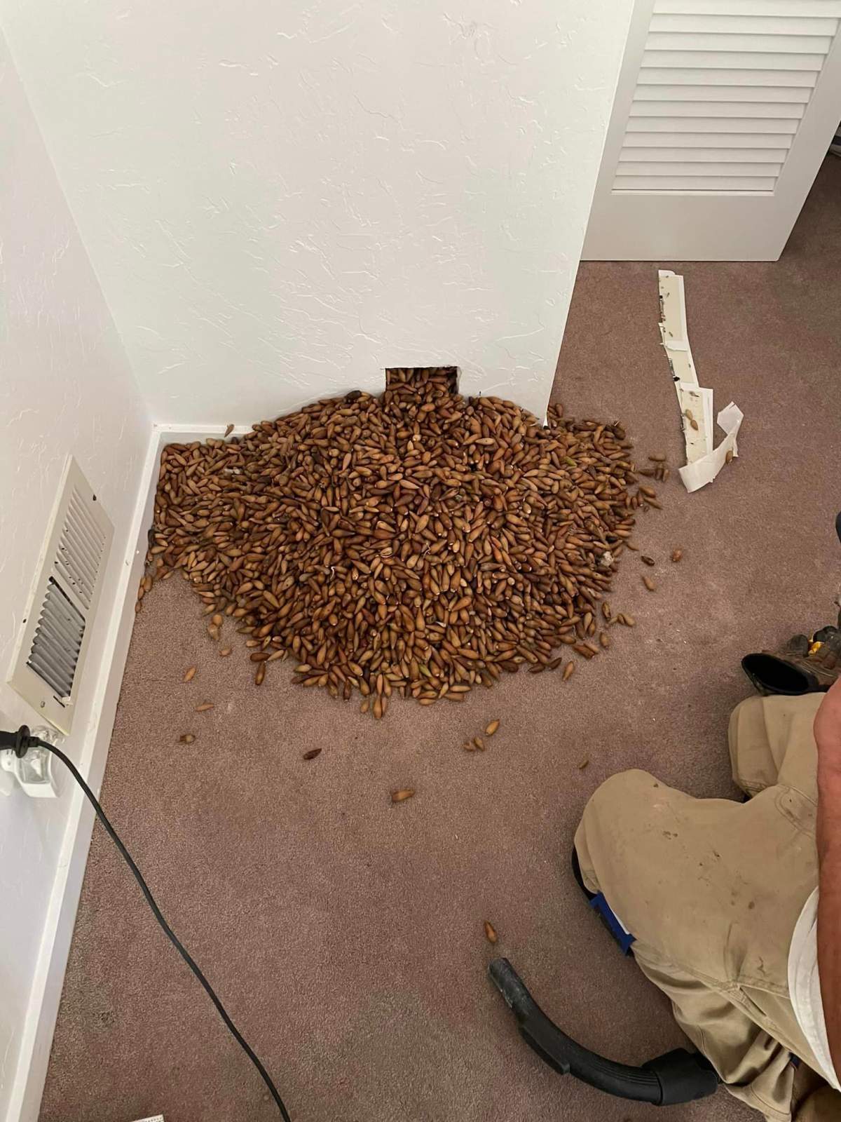 Acorns spilling from a hole in the wall.