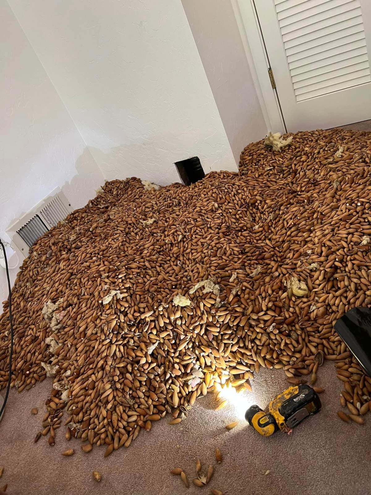 Acorns spilling from a wall.