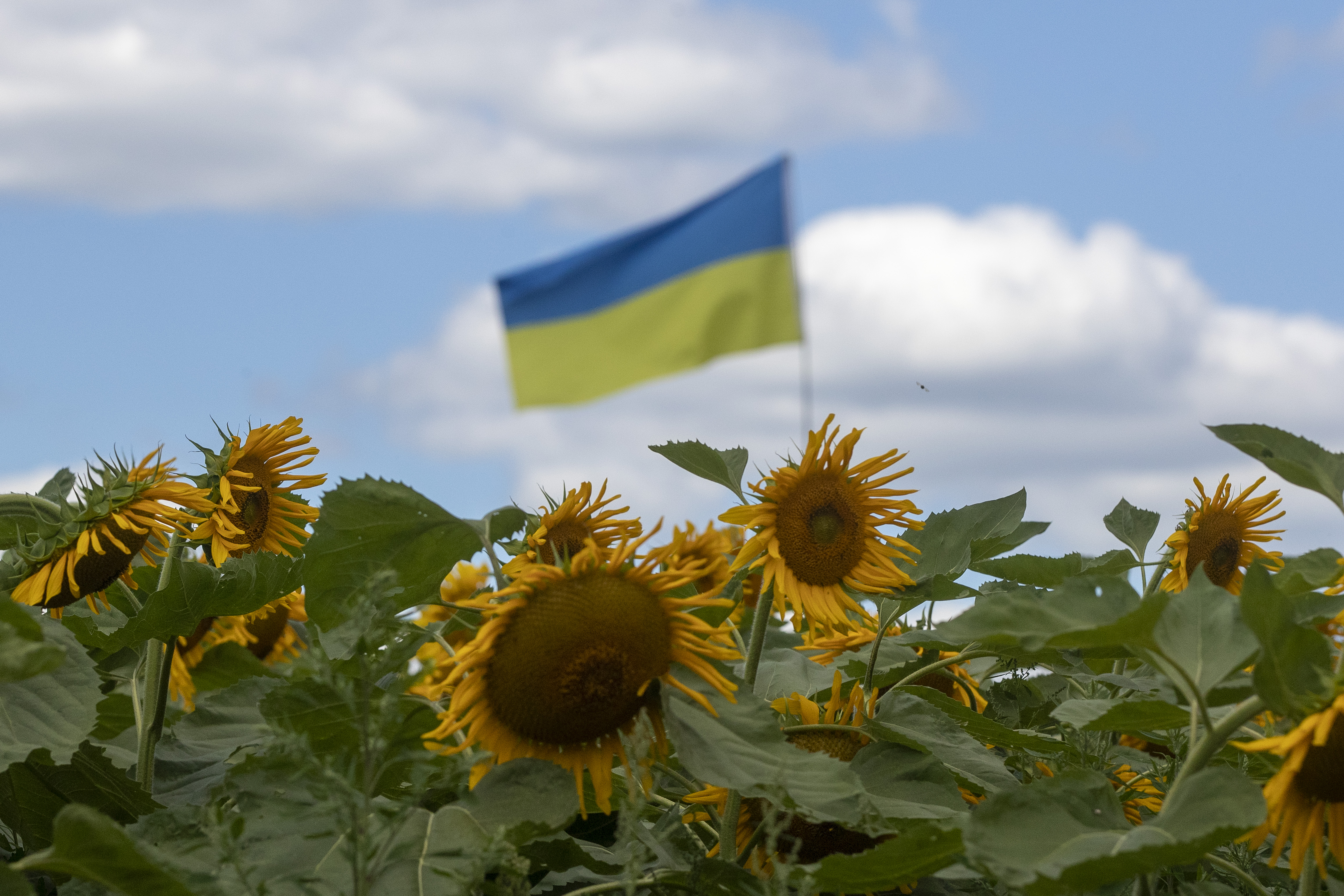A Ukrainian flag flies above a field of sunflowers.