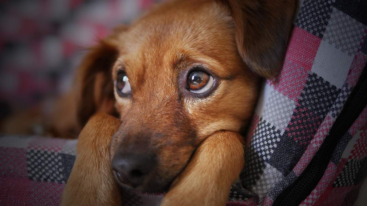 Dog stock image.