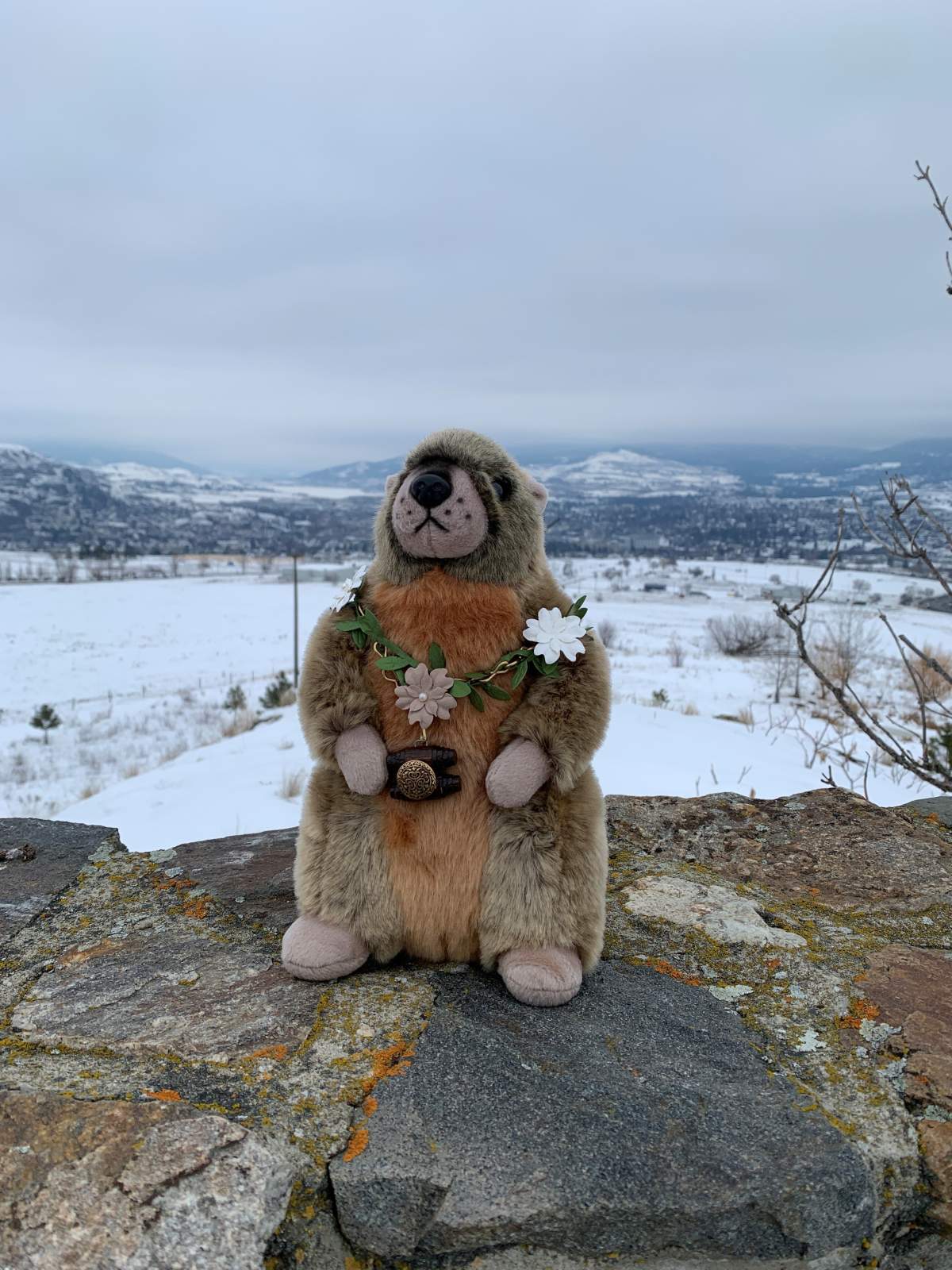 Okie the Allan Brooks Centre marmot is calling for an early end to winter.