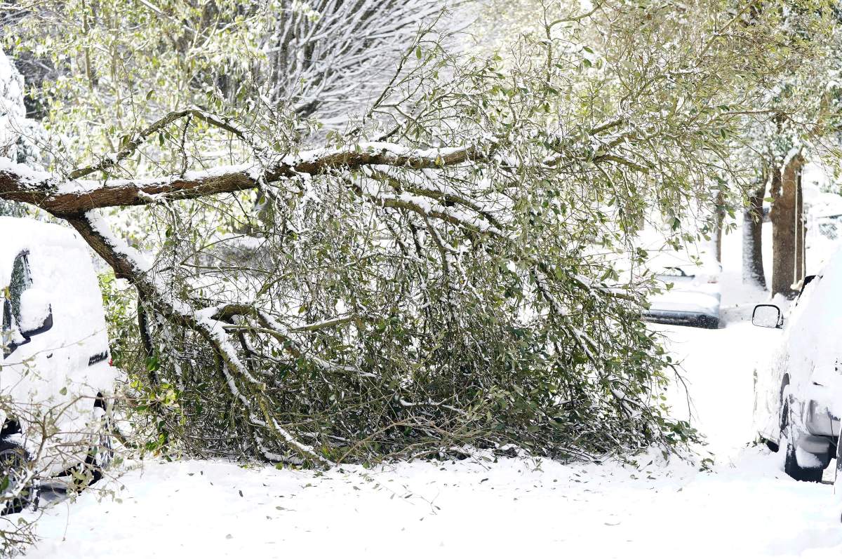 A tree branch lies collapsed after a snow storm.