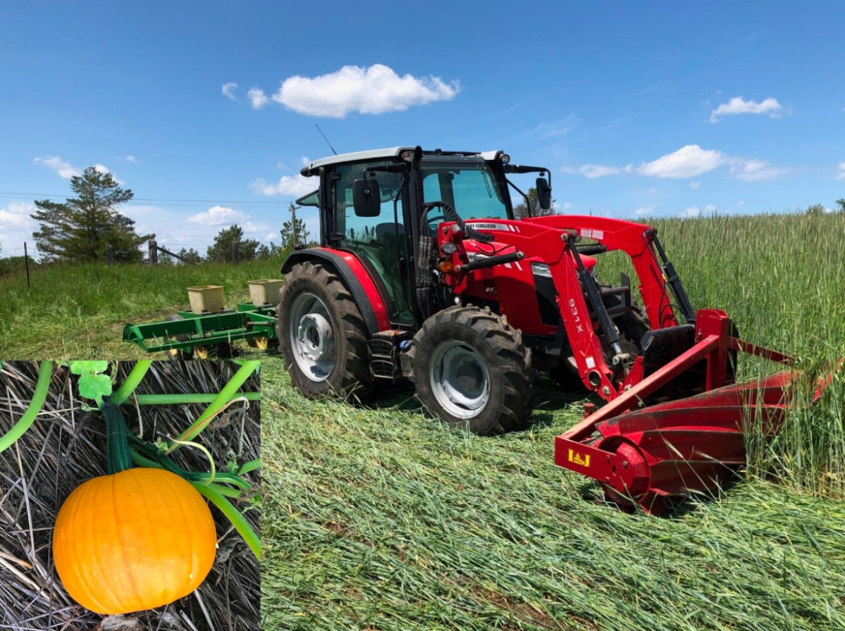 A crimper added to the front of a tractor and a planter on the back has led to improved farming conditions for pumpkins at Indian River Acres farm in Peterborough County.