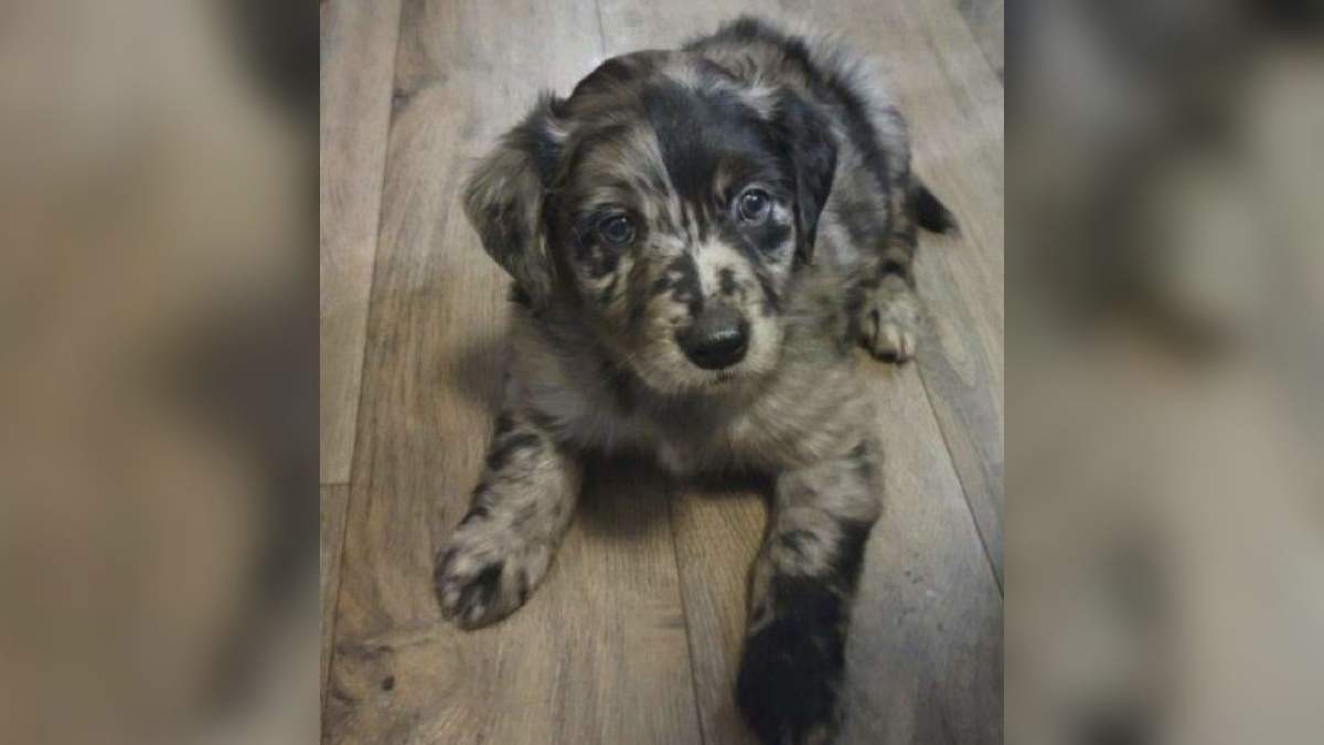 One of the puppies rescued after a pregnant dog was found chained to a wall. 