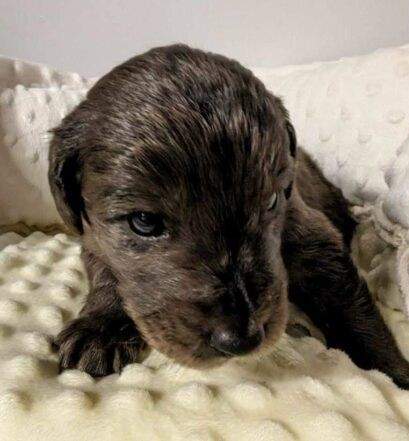 One of the puppies.