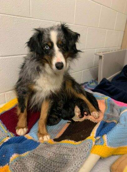 Mom Noelle was found in a freezing cold basement chained to the wall.