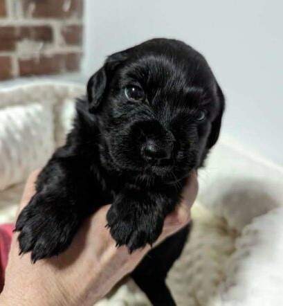 One of the puppies.