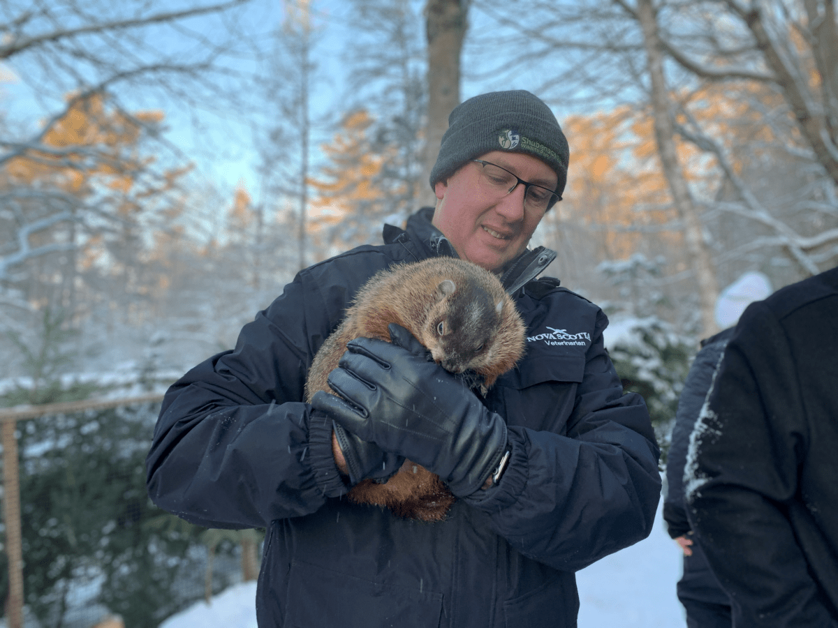 Andrew Morrison, veterinarian and manager at the Shubenacadie Wildlife Park, holds Shubenacadie Sam.