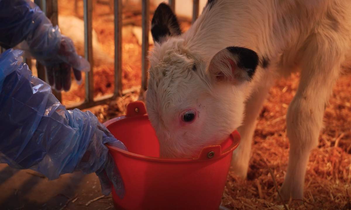 A newborn super cow at a farm in Northwest China's Ningxia Hui Autonomous Region.