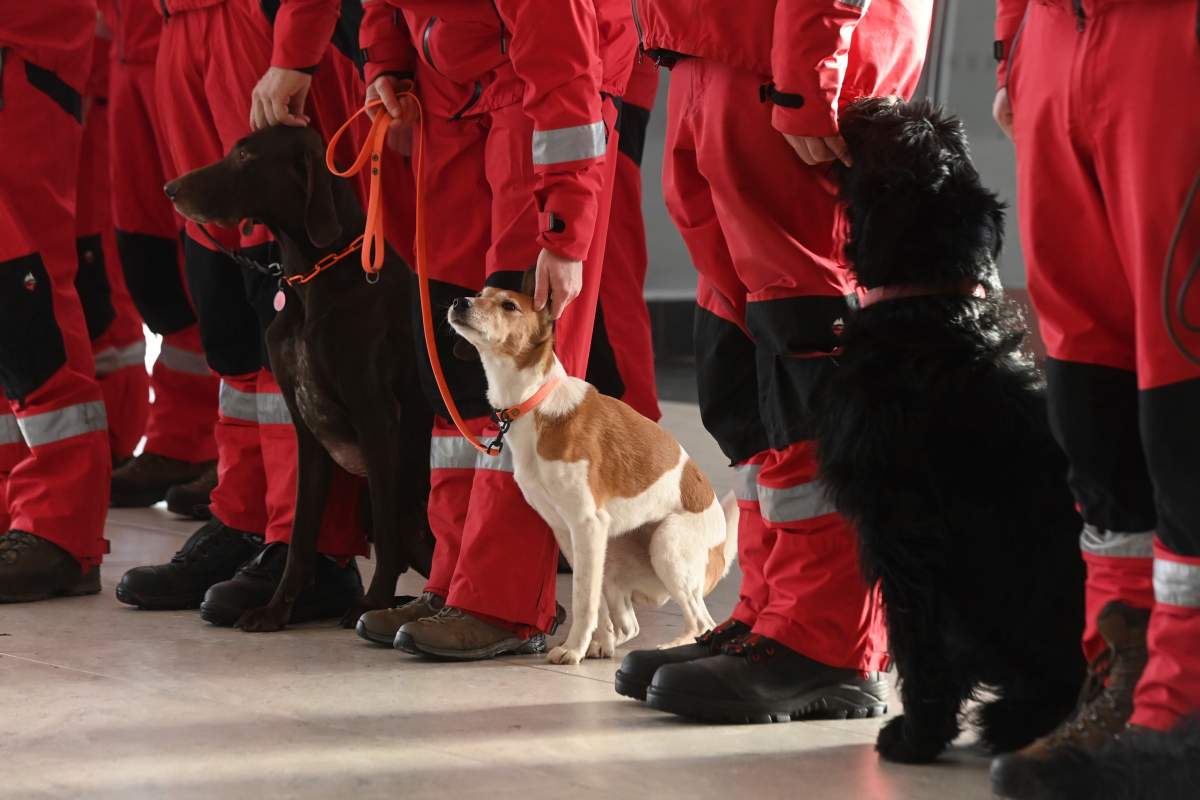 Czech rescue teams and their dogs prepare to head to Turkey.
