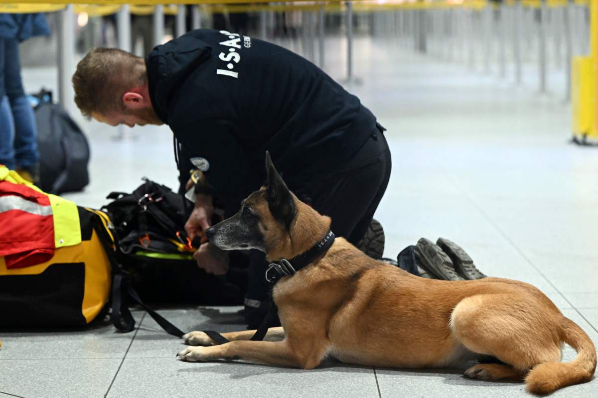 A rescue dog sits by her handler.