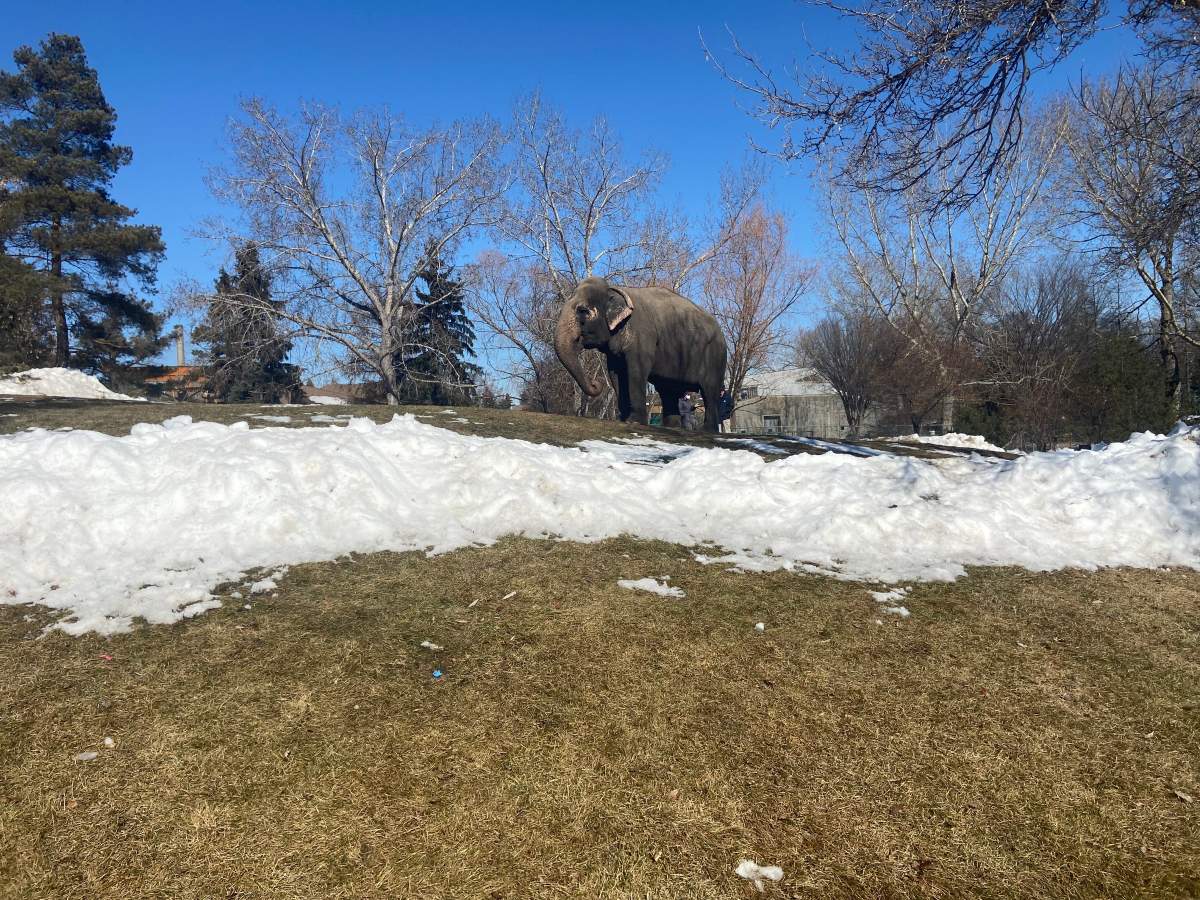 Lucy the elephant at the Edmonton Valley Zoo on Tuesday, March 21, 2023.