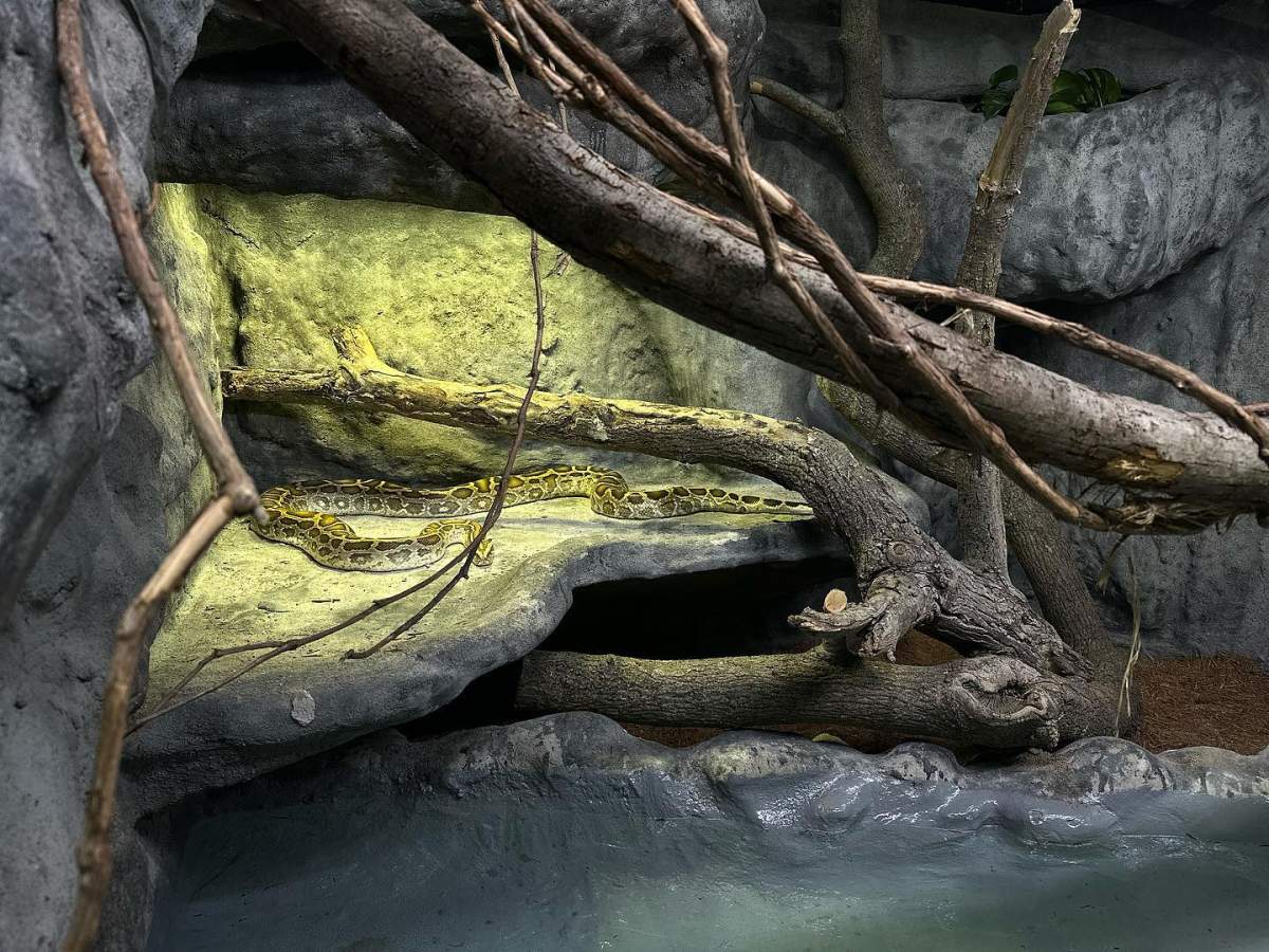 Bane the Burmese python in a photo posted online by Reptilia.