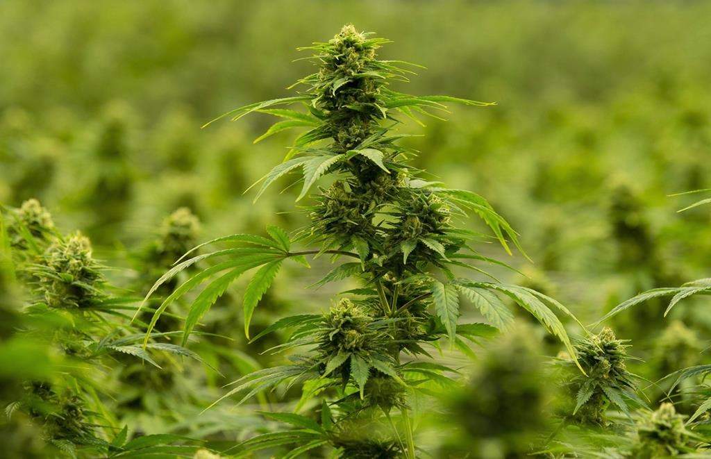 Indigenous leaders in B.C. are calling for amendments to be made to the Cannabis Act.