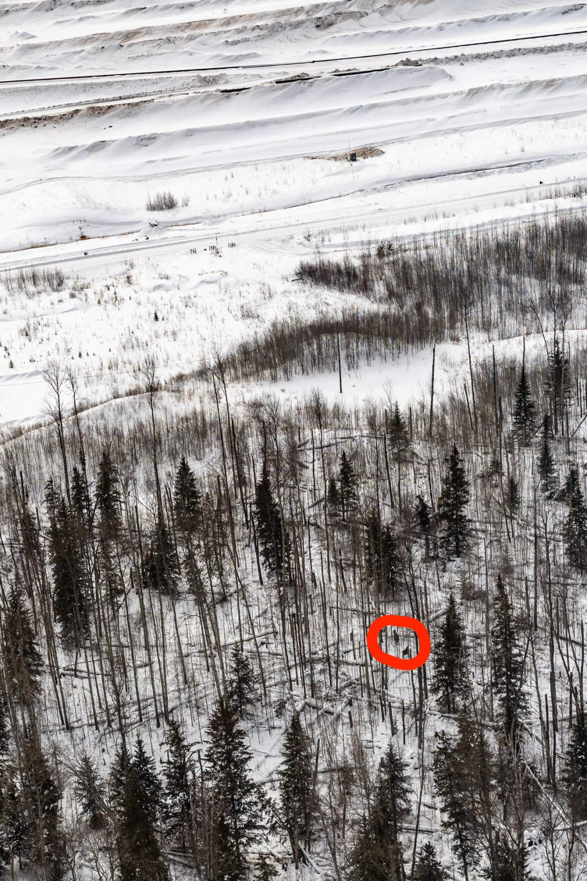 An undated photo of moose near Imperial Oil's Kearl Lake oilsands site in northern Alberta.