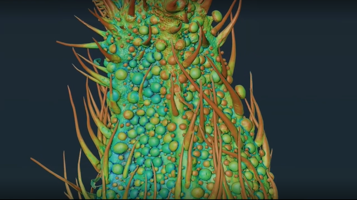 Dr. (Ph.D.) Teagen Quilichini at the NRC was able to map the cannabis plant in high detail using synchrotron technologies.