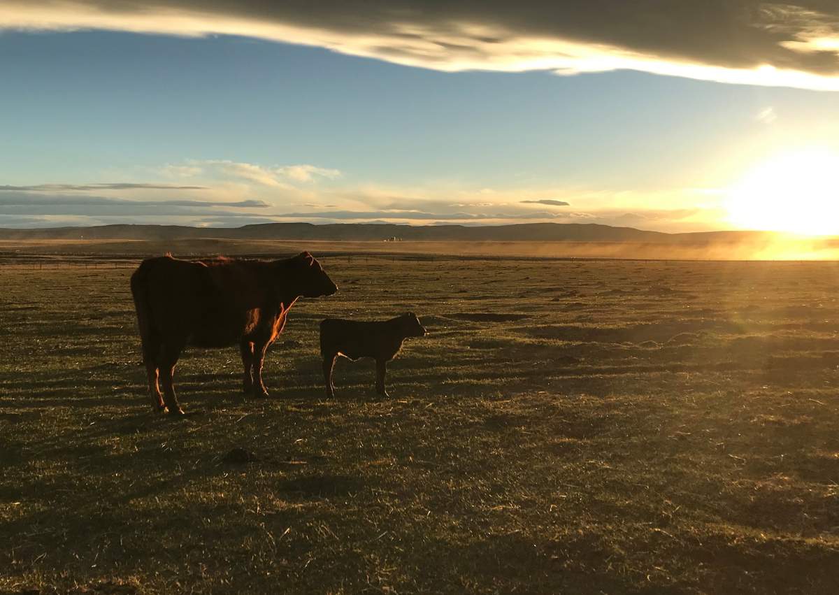 Cattle