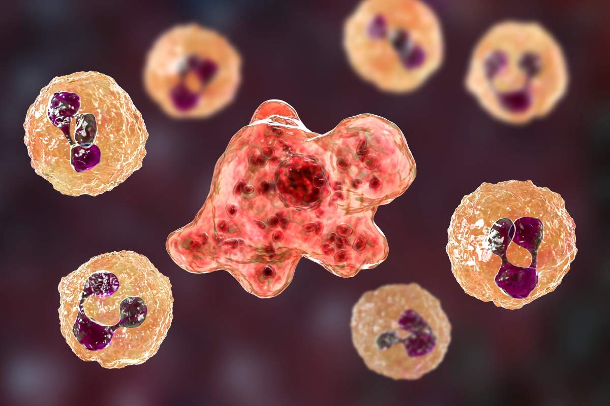 A computer illustration of Naegleria fowleri.