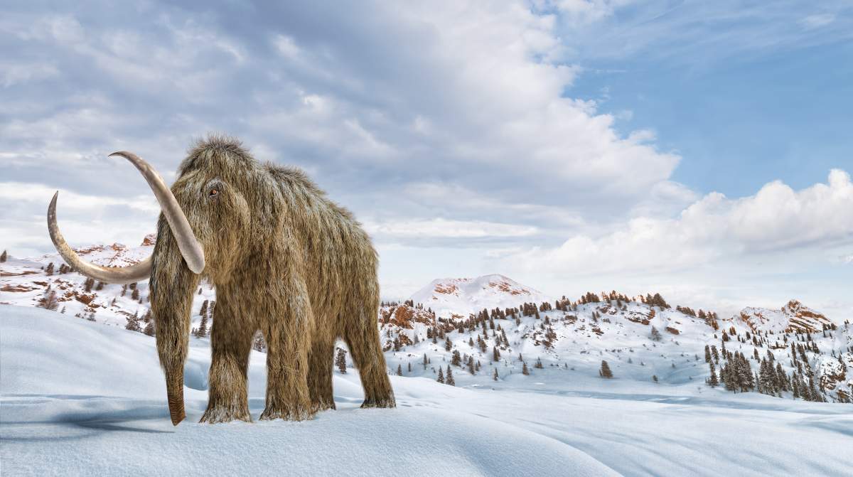 A 3D rendering of a woolly mammoth.