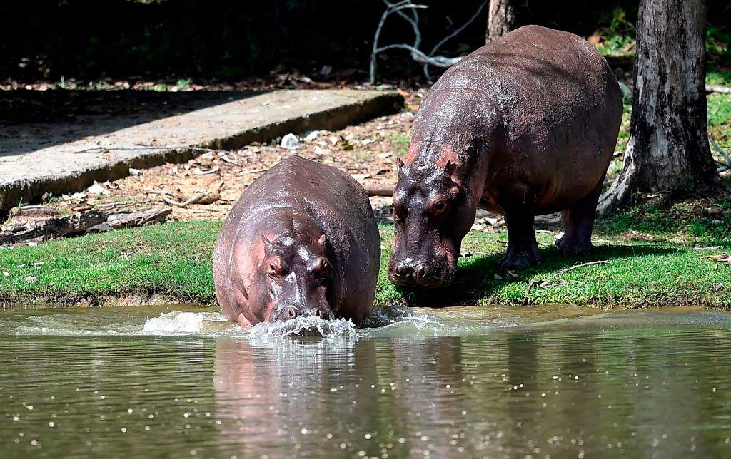 file - Hippos are seen at the Hacienda Napoles theme park, once the private zoo of drug kingpin Pablo Escobar at his Napoles ranch, in Doradal, Antioquia department, Colombia on September 12, 2020.