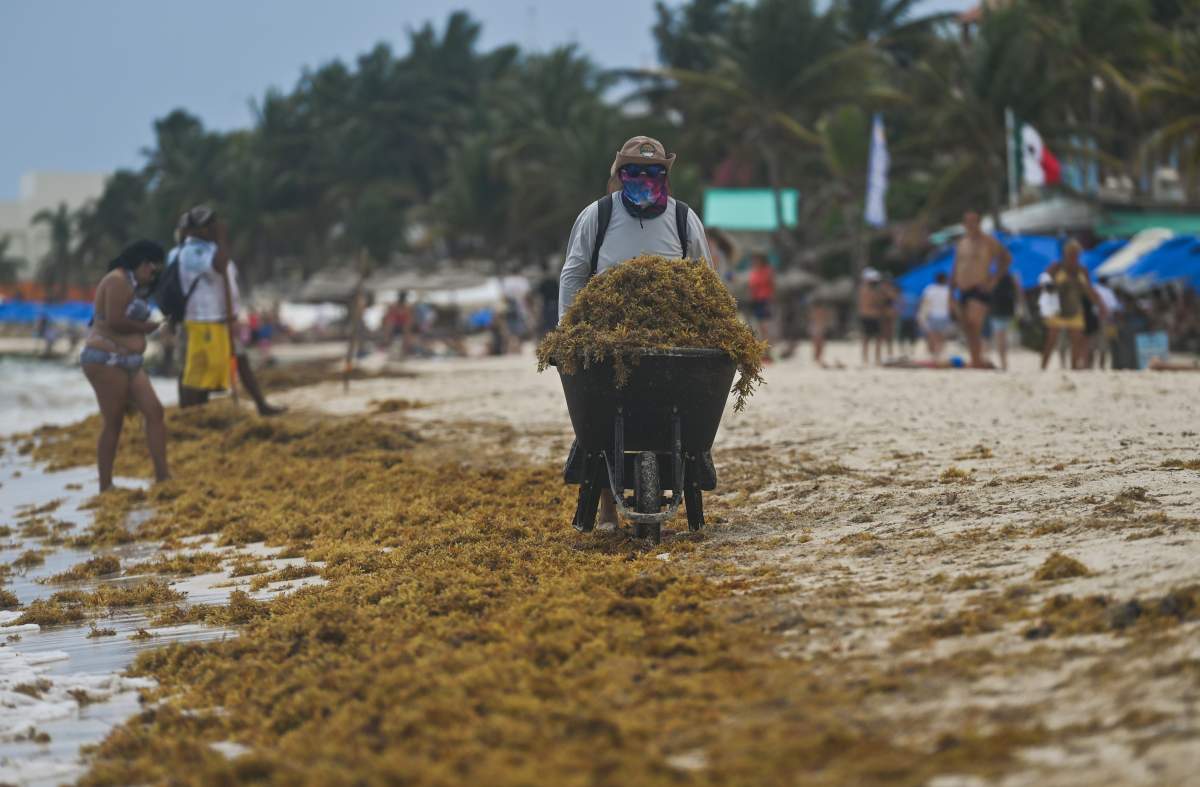 A masked worker pushes a wheelbarrow of sargassum.