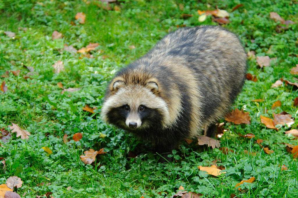 A photo of a raccoon dog, taken in Germany.