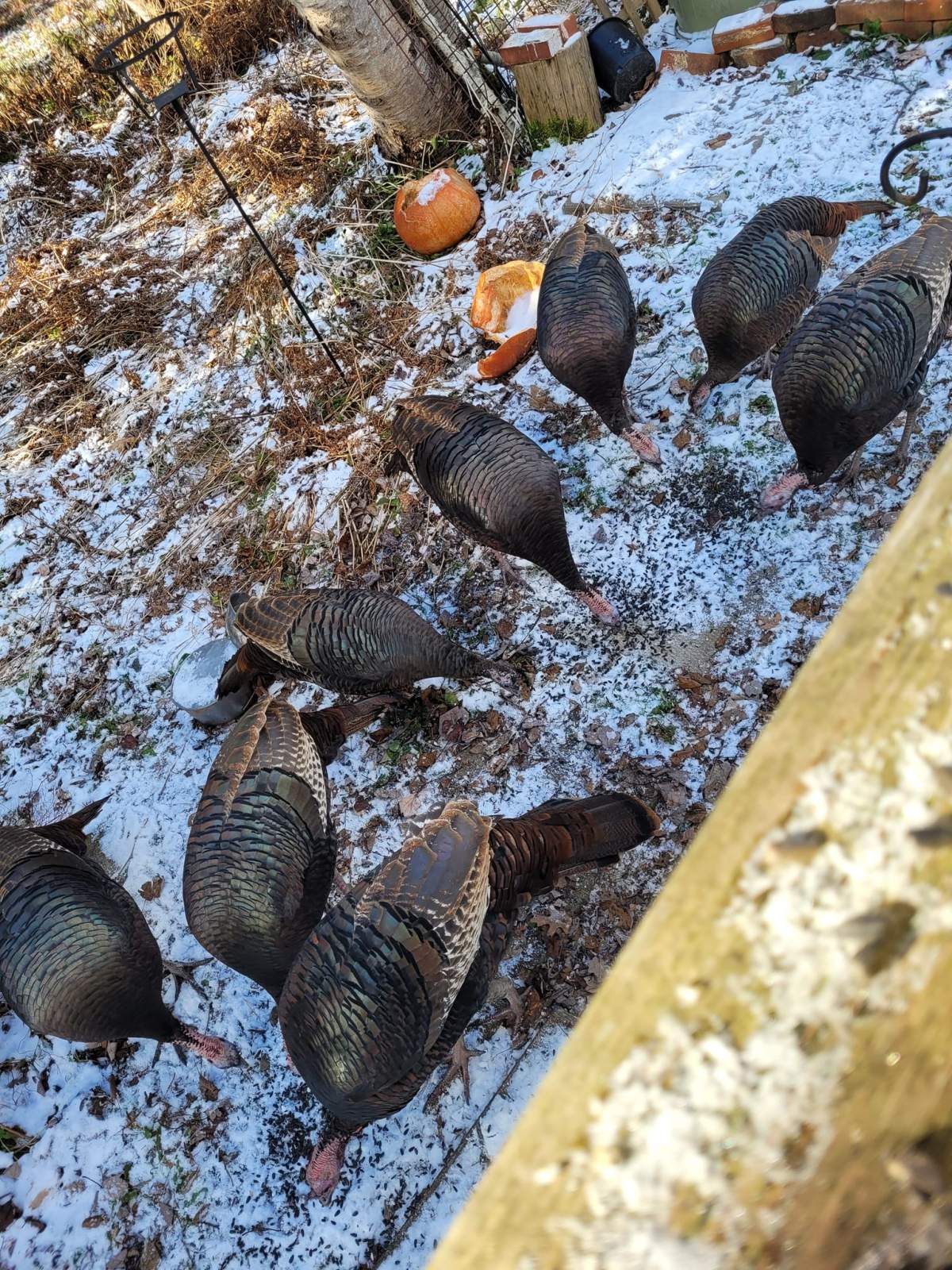 Heather Baxter said, at times, the Woolastook nine have been frequent visitors to her backyard.