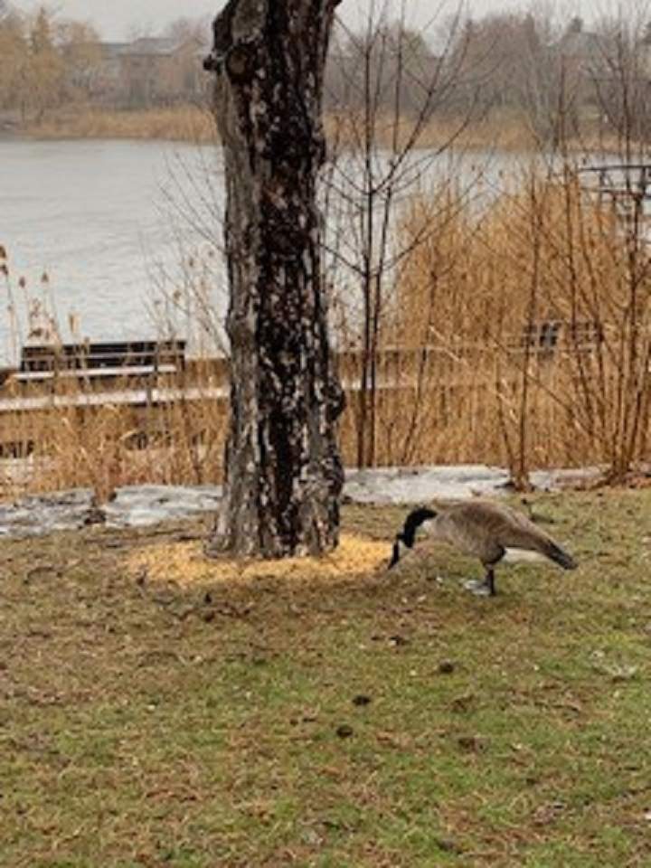 City of Mississauga says piles of meat had been dumped in its parks and greenspaces.