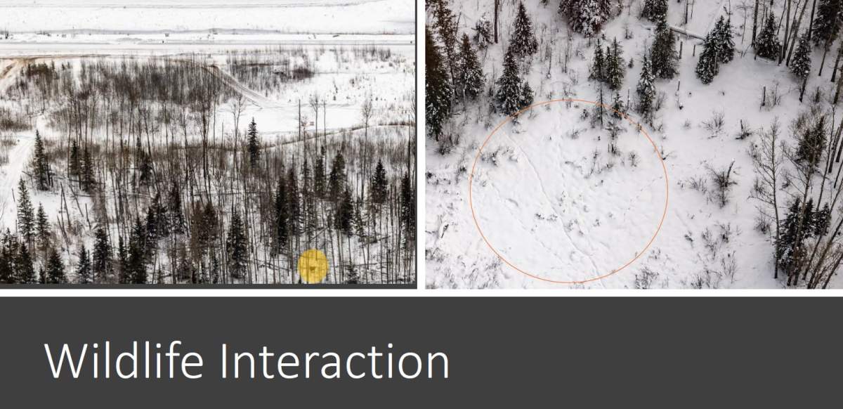 An undated photo of animal tracks near Imperial Oil's Kearl Lake oilsands site in northern Alberta.