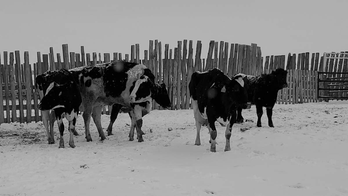 An Alberta man faces multiple charges related to animal abuse and the sale of unlicensed meat. 