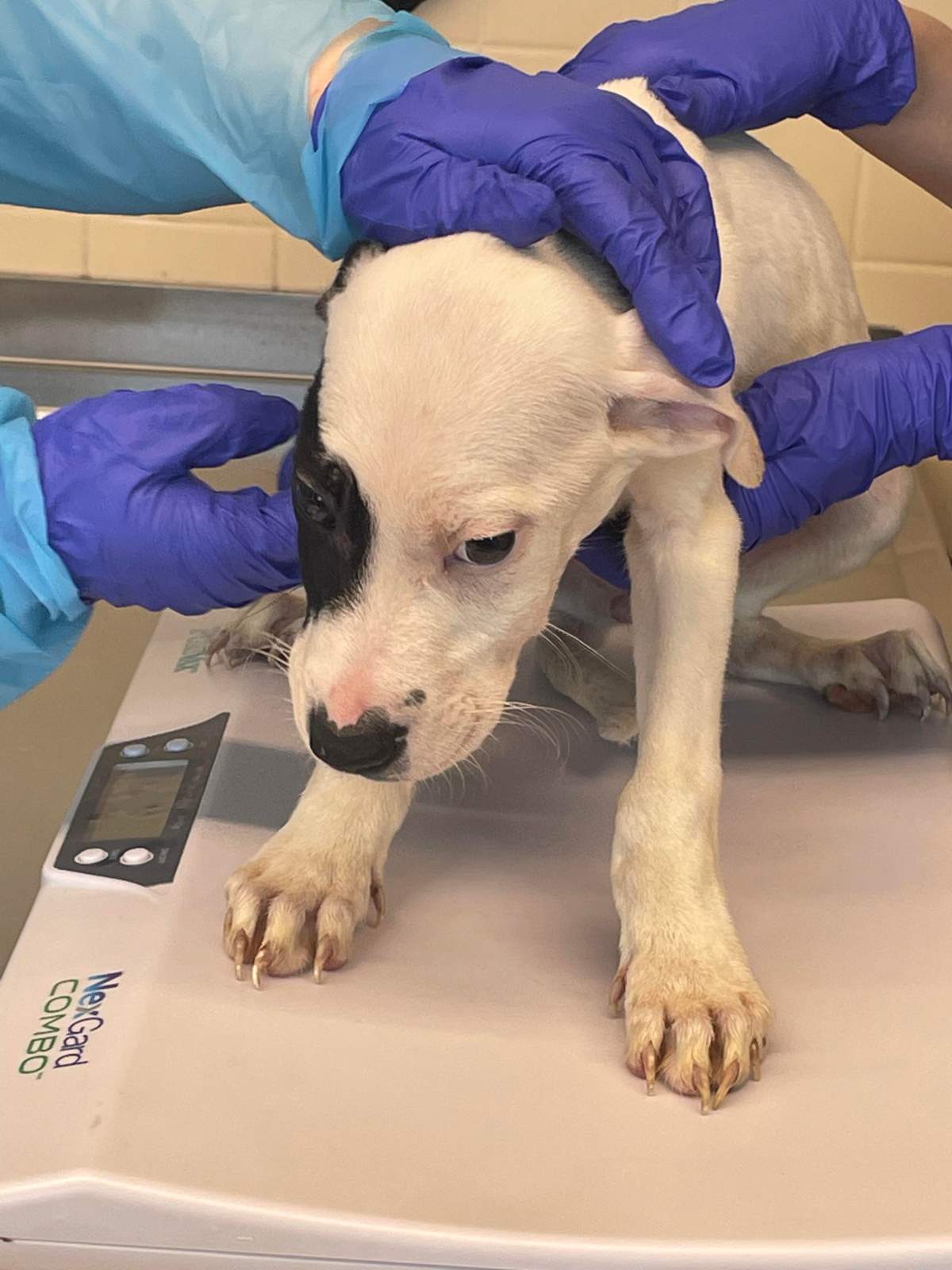 Photo of the condition of the abandoned puppies.