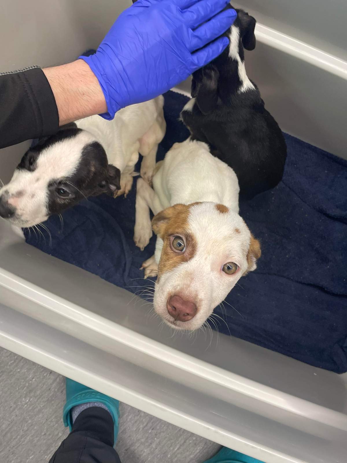 Puppies