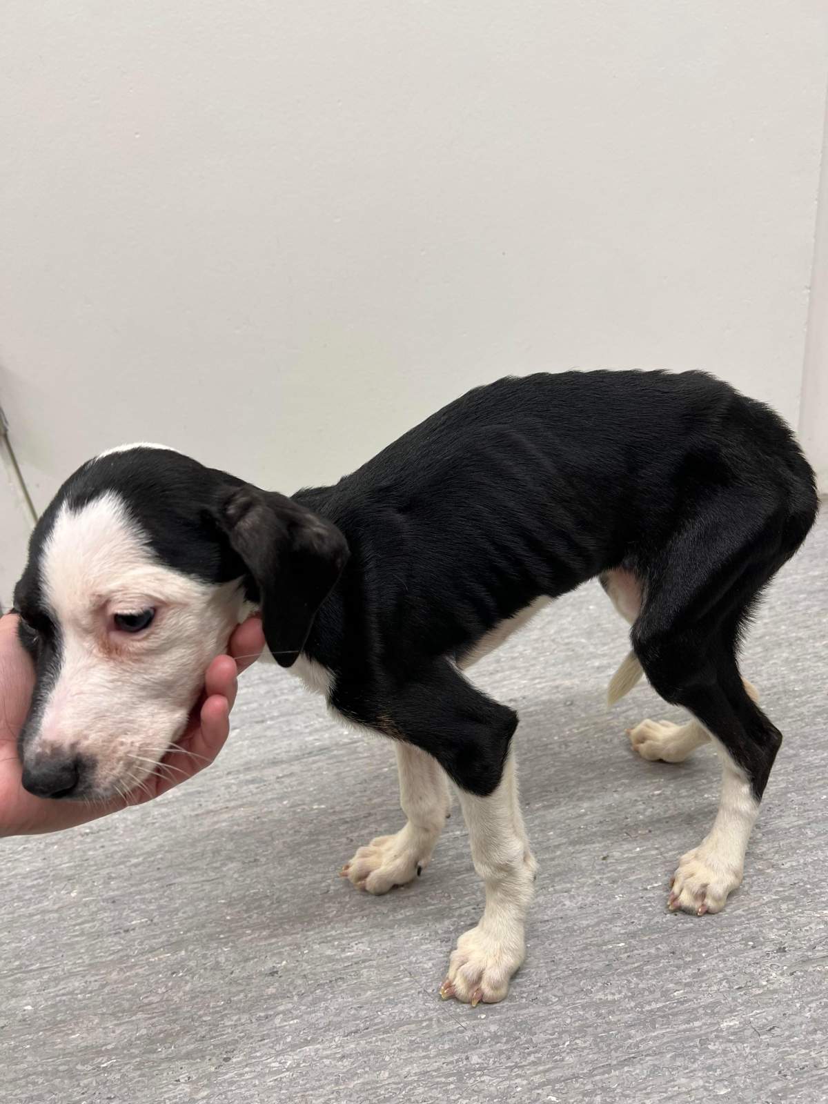 Photo of the condition of the abandoned puppies.